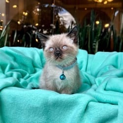 Cachorros de venta en Quito Ecuador