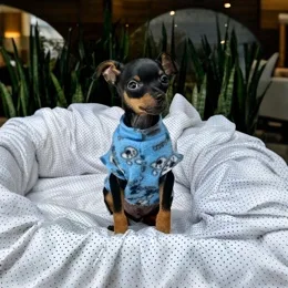 Cachorros de venta en Quito Ecuador