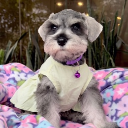 Cachorros de venta en Quito Ecuador
