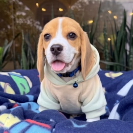 Cachorros de venta en Quito Ecuador