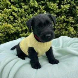 Cachorros de venta en Quito Ecuador