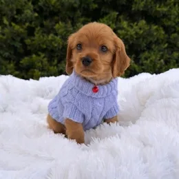 Cachorros de venta en Quito Ecuador