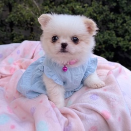 Cachorros de venta en Quito Ecuador