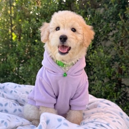 Cachorros de venta en Quito Ecuador