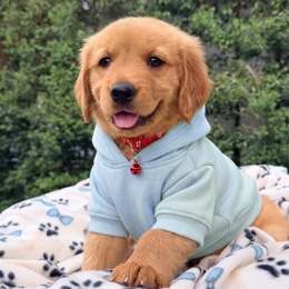 Cachorros de venta en Quito Ecuador