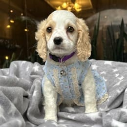 Cachorros de venta en Quito Ecuador