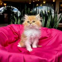 Cachorros de venta en Quito Ecuador