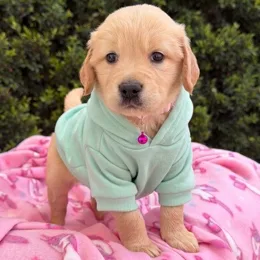 Cachorros de venta en Quito Ecuador