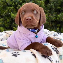 Cachorros de venta en Quito Ecuador