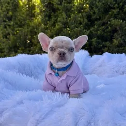 Cachorros de venta en Quito Ecuador