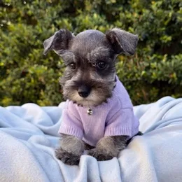 Cachorros de venta en Quito Ecuador
