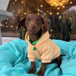 Cachorros de venta en Quito Ecuador