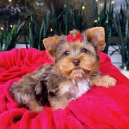 Cachorros de venta en Quito Ecuador