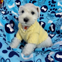 Cachorros de venta en Quito Ecuador