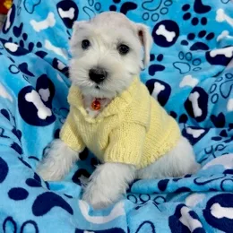 Cachorros de venta en Quito Ecuador