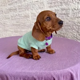 Cachorros de venta en Quito Ecuador