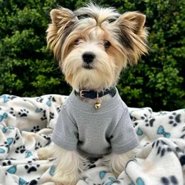 Cachorros de venta en Quito Ecuador