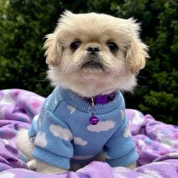 Cachorros de venta en Quito Ecuador