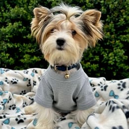 Cachorros de venta en Quito Ecuador