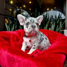 Cachorros de venta en Quito Ecuador