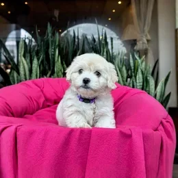 Cachorros de venta en Quito Ecuador