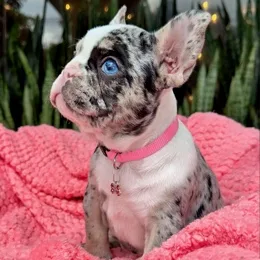 Cachorros de venta en Quito Ecuador