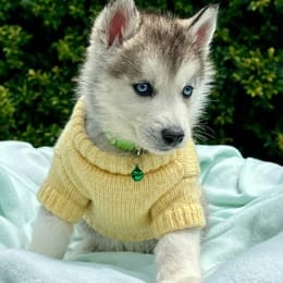 Cachorros de venta en Quito Ecuador