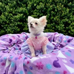 Cachorros de venta en Quito Ecuador