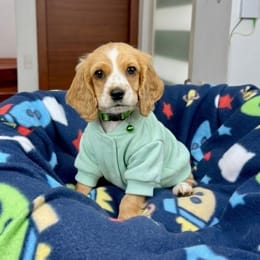 Cachorros de venta en Quito Ecuador