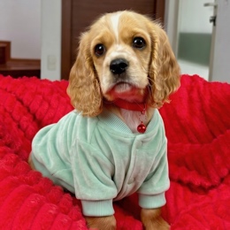Cachorros de venta en Quito Ecuador