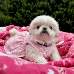 Cachorros de venta en Quito Ecuador
