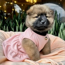 Cachorros de venta en Quito Ecuador