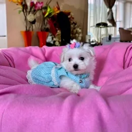 Cachorros de venta en Quito Ecuador