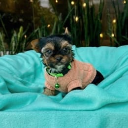 Cachorros de venta en Quito Ecuador