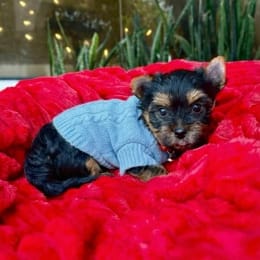 Cachorros de venta en Quito Ecuador