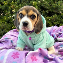 Cachorros de venta en Quito Ecuador
