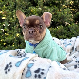 Cachorros de venta en Quito Ecuador