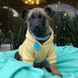 Cachorros de venta en Quito Ecuador