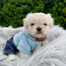 Cachorros de venta en Quito Ecuador