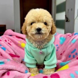 Cachorros de venta en Quito Ecuador