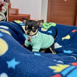 Cachorros de venta en Quito Ecuador