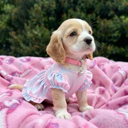 Cachorros de venta en Quito Ecuador