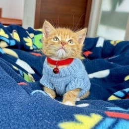 Cachorros de venta en Quito Ecuador