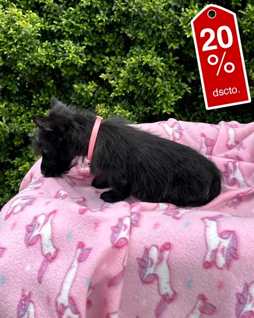 DJI_20260227_121621_874