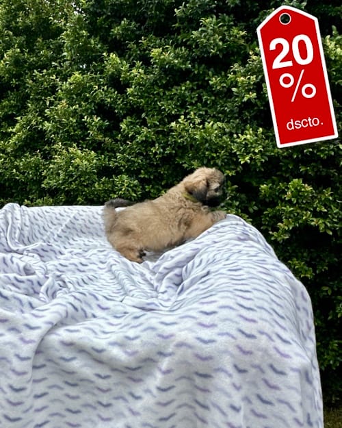 DJI_20260220_133514_252