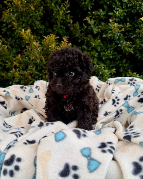 DJI_20260408_122305_433