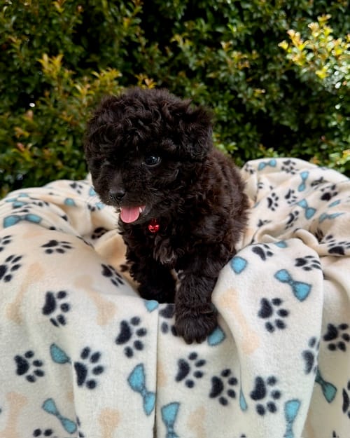 DJI_20260408_122350_716