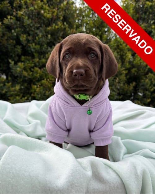 NO-BORRAR-labrador-1