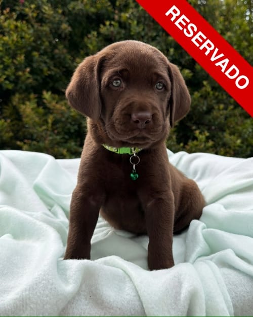 NO-BORRAR-labrador-2