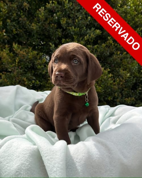 NO-BORRAR-labrador-3